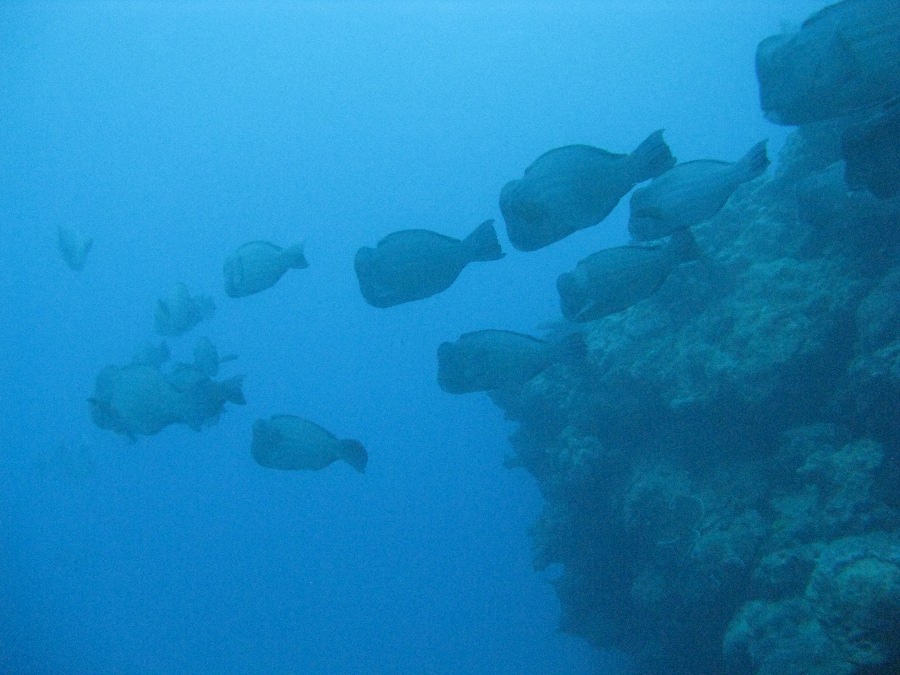 Dive Photos/2009-07 Great Barrier Reef/img_0928.jpg